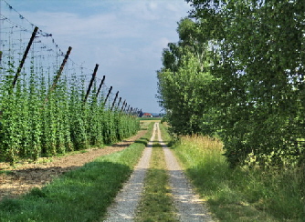 Hopfengarten bei Elsendorf_Foto = Gemeinde Elsendorf gross (01)